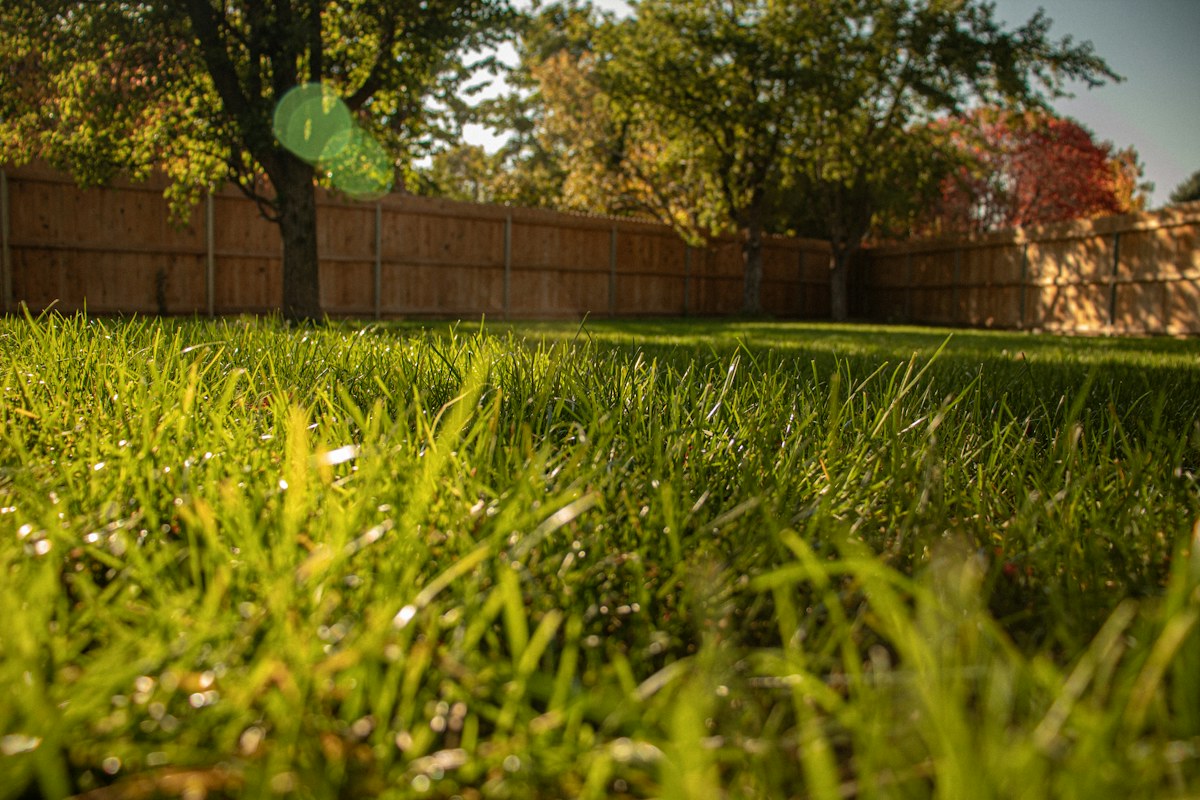 Sunny, green backyard lawn ready to enjoy
