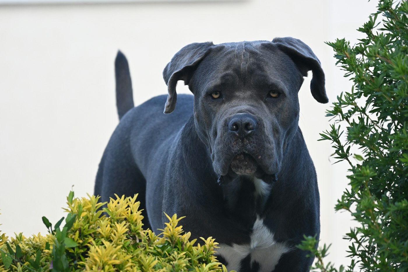 Cane Corso standing beside shrubs in a residential yard